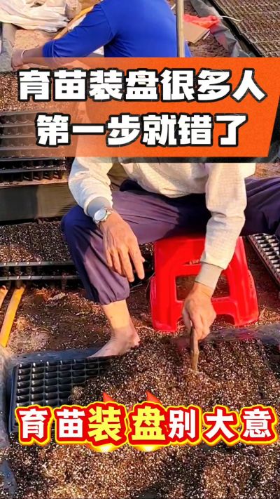 烤烟育苗基质装盘，一步做对，出苗整齐又壮苗！装盘技巧记牢，少走弯路，育苗更省心