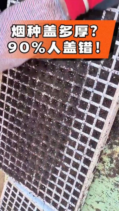 烟种盖多厚？90%烟农都盖错！薄盖才出苗齐、不闷种，烤烟育苗关键一步，照着做就对了