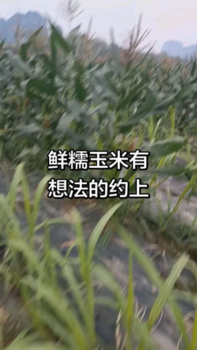 农户种植的白糯玉米大量上市，助农帮农在行动