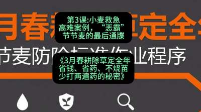 第3节：小麦救急高难案例，&ldquo;恶霸&rdquo;节节麦的最后通牒，课程：《3月春耕除草定全年：省钱、省药、不烧苗、少打两遍药的秘密》