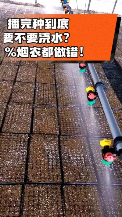 烤烟播完种一定要浇透底水，喷雾慢浇、别大水冲，盘底漏水才算到位，出苗又齐又壮！#烤烟育苗 #烤烟种植 #烟农干货 #育苗技术