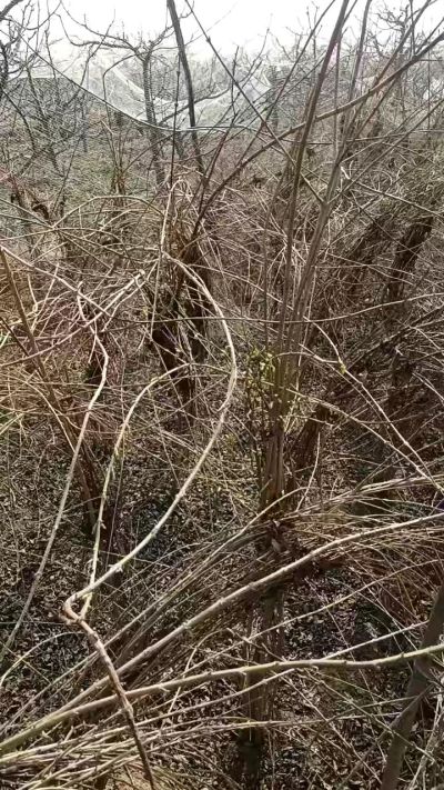 出售药用连翘苗，科研五号优质种苗，2/5年苗，药用连翘树，挂果树，全国包邮到家！财富密码18534302961