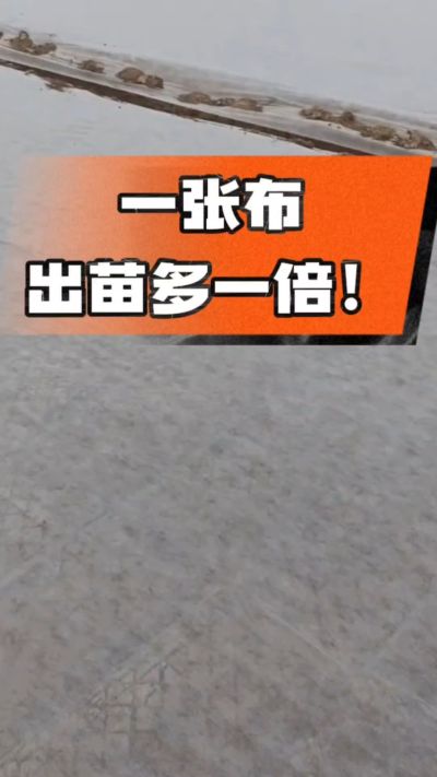 烤烟育苗盖无纺布，保温保湿出苗齐，不烂种、出苗快，烟农必备小技巧！