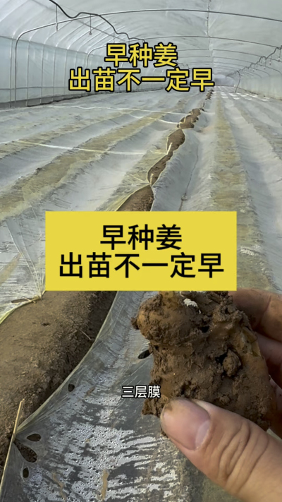 早种姜，出苗不一定早！