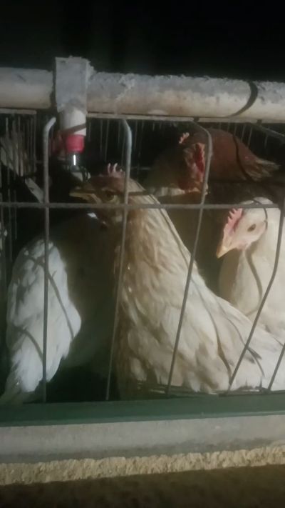 这鸡群在怪叫，怪叫的原因是痰化黏着，形成的比呼噜更重的一种呼吸道。其病因为肺中有热，热灼而痰黏，从而引起的怪叫。