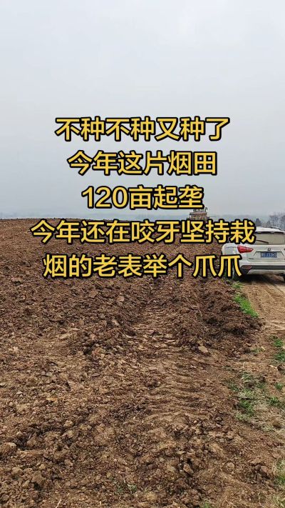 不种不种又种啦，还在咬牙坚持栽烟的老表集合啦！