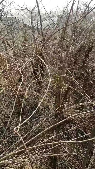 药用连翘苗，科研种苗定制树。挂果树。需要联系18534302961