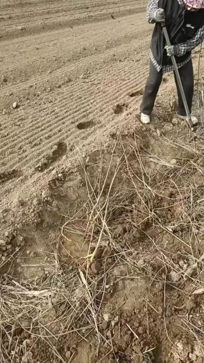 臭椿苗，一年籽播苗，地径0.5/1公分以上。需要联系18534302961