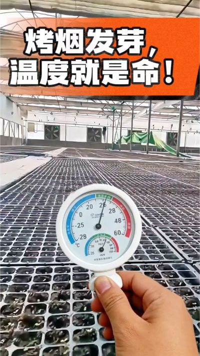 老烟农都懂：发芽温度不对，后期再管都白费！