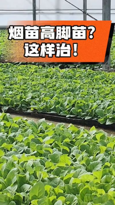 烤烟齐苗期管理关键：精准控温，防高脚苗，培育壮苗好上手！