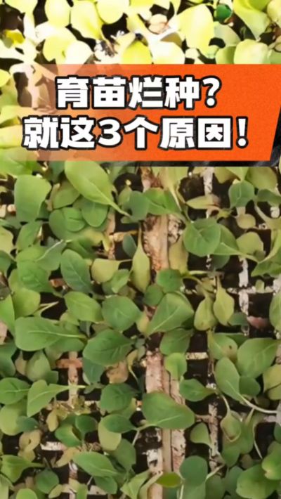 烤烟育苗烂种？3个原因讲清楚！消毒、控水、控温，做到就苗齐苗壮🔥
#烤烟育苗 #烤烟种植 #烂种防治 #烟农