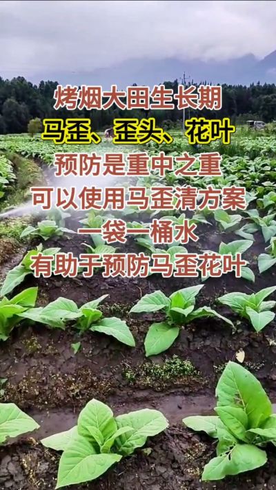 烤烟大田生长期，马歪歪头花叶预防是重中之重，可以使用马歪清方案，一袋一桶水，有助于预防马歪花叶。
烤烟管理早做一步，后期少操心！#烤烟种植#烤烟管理#烤烟大田管理#烤烟病害防治