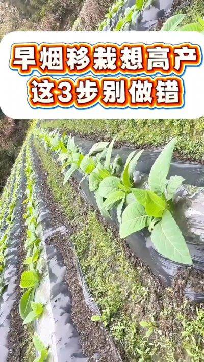 早烟移栽想高产，这3步是关键！深栽不露茎、土压结实根、浇透定根水，做好这几点，烟苗缓苗快、根系旺，后期少操心～