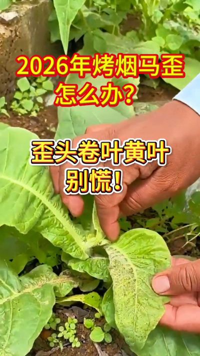 烤烟管理关键期，马歪、卷叶、黄叶这样管！
用法简单，成本不高，烟农都在用。
需要正品渠道，私信我获取！
关注收藏，烤烟高产不迷路！