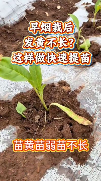 家人们，早烟栽下去发黄不长？别愁！温度低容易出这问题，做好保温、少浇水、补点营养，三五天苗就精神了～ 弱苗转壮苗的招，咱烟农得知道！早烟缓苗