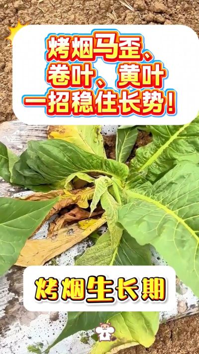 烤烟马歪、卷叶、黄叶不用愁！
一袋一桶水，喷施简单，长势更稳！
需要正品渠道，私信我！
关注我，烤烟管理不迷路！