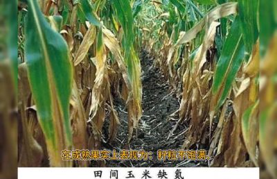 系统，重点的讲解氮肥的作用及缺氮的简单判断