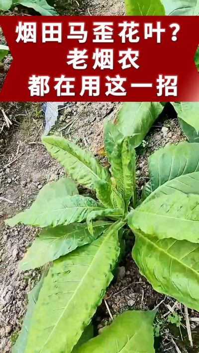 烤烟马歪、花叶不用愁！老烟农都在用的土方法，预防效果好。想了解用法的评论区留言。 #烤烟管理 #烤烟病害 #烤烟马歪 #烤烟花叶病