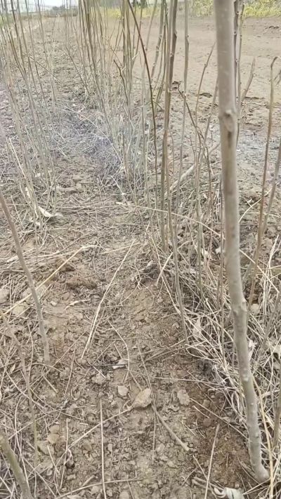 臭椿苗，一年籽播苗。需要联系18534302961
