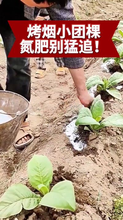 烤烟小团棵期管理要点：氮肥别猛追，少氮多钾更稳健。分享实用种植技巧，帮你种好烤烟，管理更省心！