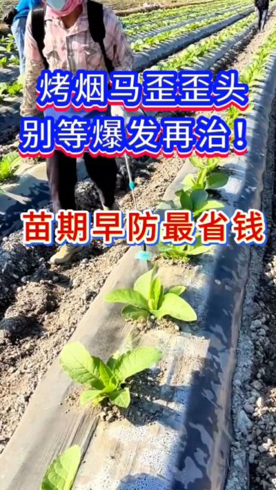 烤烟防马歪，苗期早防，省钱又省心。