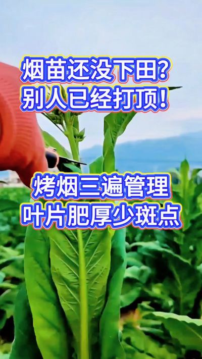 烤烟种植经验交流，有问题可私信了解。