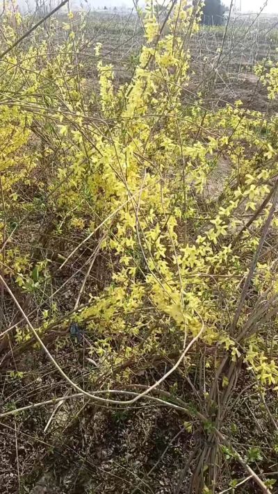 出售药用连翘苗，科研五号优质种苗，2/5年苗，药用连翘树，挂果树，全国包邮到家！财富密码18534302961