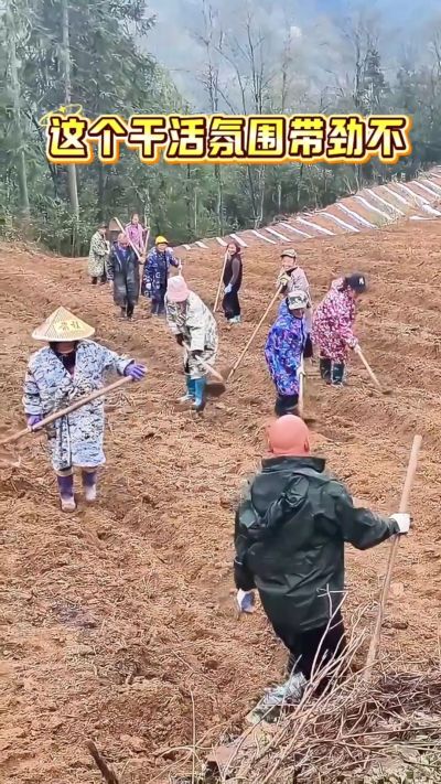 烤烟起垄：干活还得搞气氛，越搞越有劲。