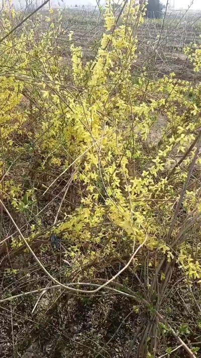 出售药用连翘苗，科研五号优质种苗，2/5年苗，药用连翘树，挂果树，全国包邮到家！财富密码18534302961