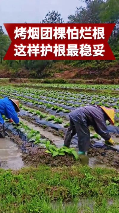 烤烟团棵期最怕烂根、根腐病！
学会正确护根，烟苗健壮少死苗，后期产量更有保障
