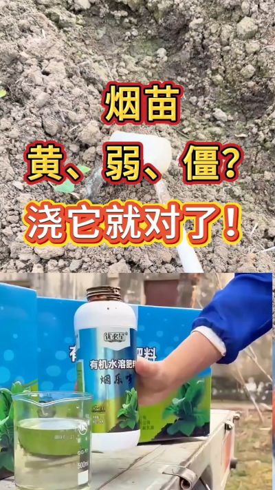 烟苗弱黄僵？浇烟乐多，生根壮苗长势稳。用法用量不懂私信我，免费教你正确使用。