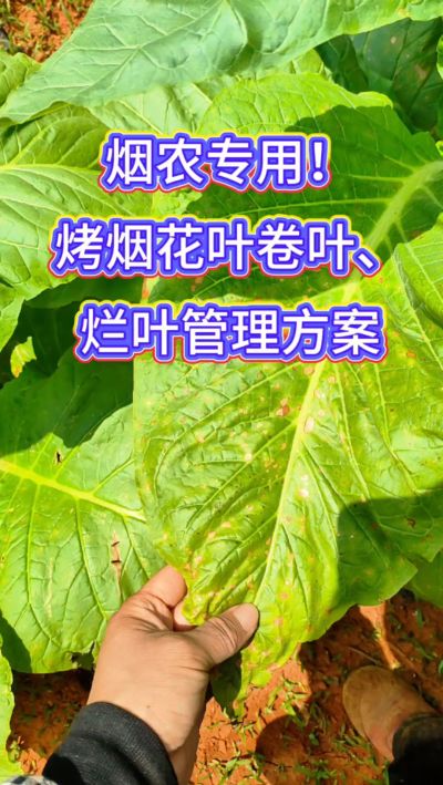 烟叶种植想高产，记住一防、二控、三巩固！