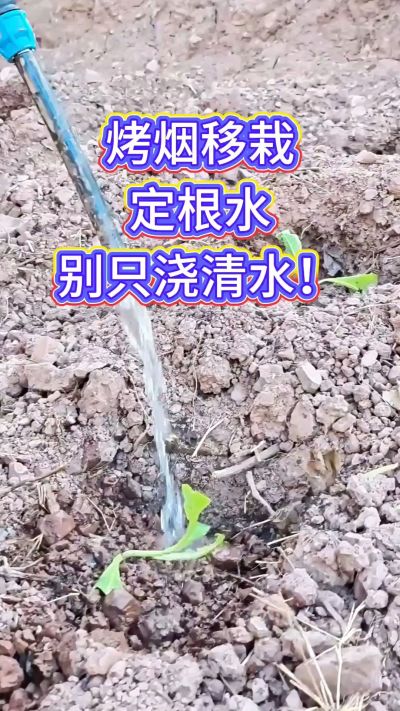 烤烟移栽别只浇清水！定根水这么配，烟苗缓苗快、扎根稳，重茬地也能壮苗，后期长势看得见～
