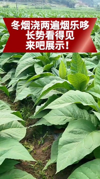 冬烟浇两遍烟乐哆生根套餐
根系壮、长势旺
好烟都是管出来的
实拍效果看得见，欢迎烟农朋友交流经验