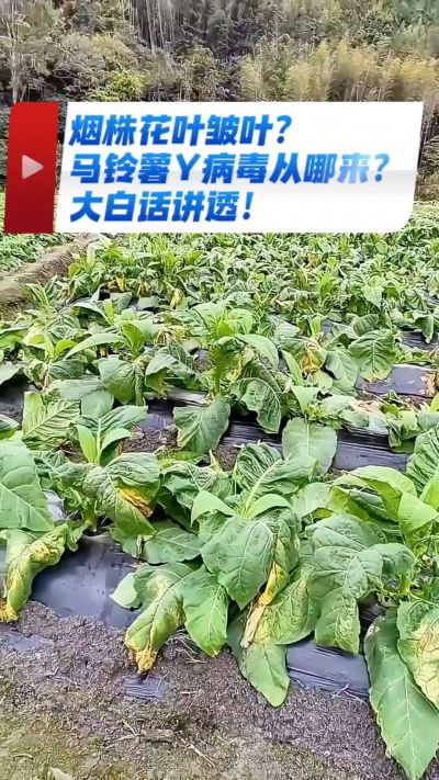 烟农注意！马铃薯Y病毒3大来源，早预防少走弯路，烤烟高产少生病！