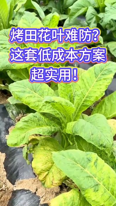 烟田花叶防控方案分享，低成本辅助预防与早期控制，壮株健苗、兼顾防蚜传毒。需要用法用量的朋友，关注+评论&ldquo;配方&rdquo;即可获取～