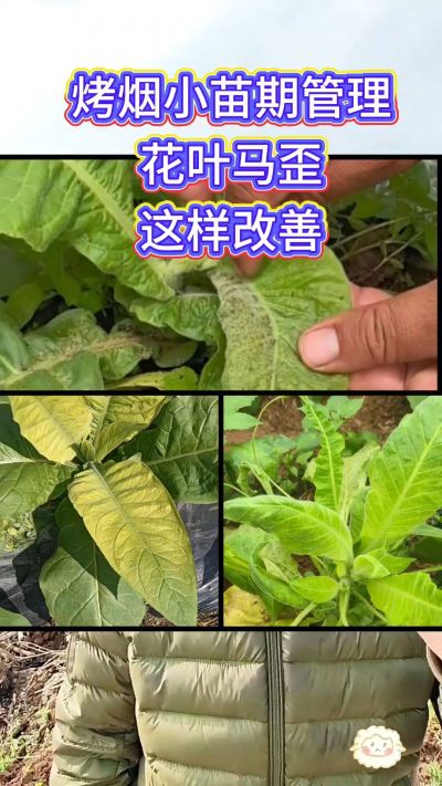 烤烟小苗期管理，花叶马歪问题这样改善