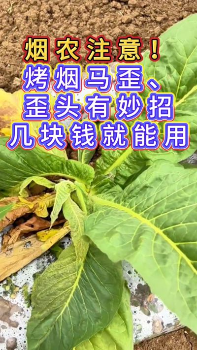 烟农注意，烤烟花叶马歪问题有妙招，几块钱就能用