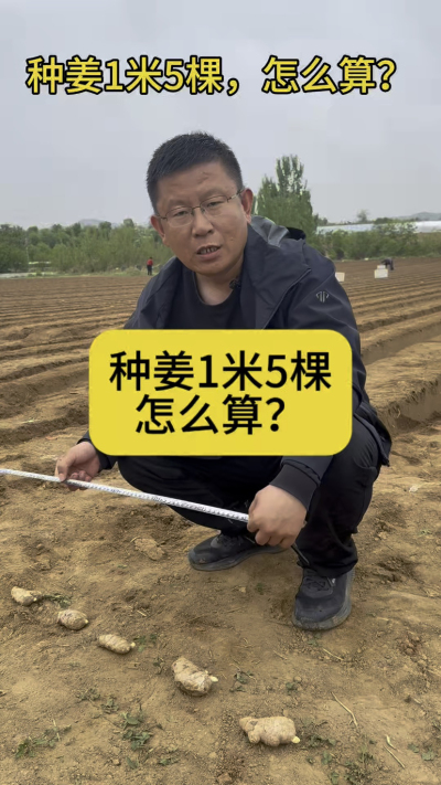 种姜1米5棵，怎么计算？