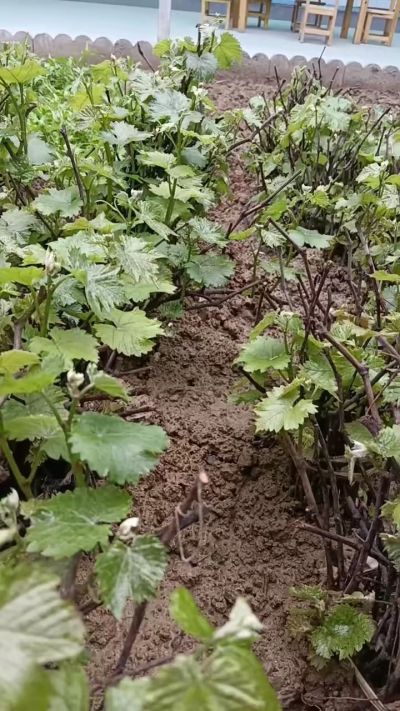 出售五角枫2年苗，500棵，巨峰葡萄苗。2000棵。低价处理。需要联系18534302961