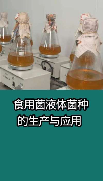 食用菌液体菌种的生产与应用