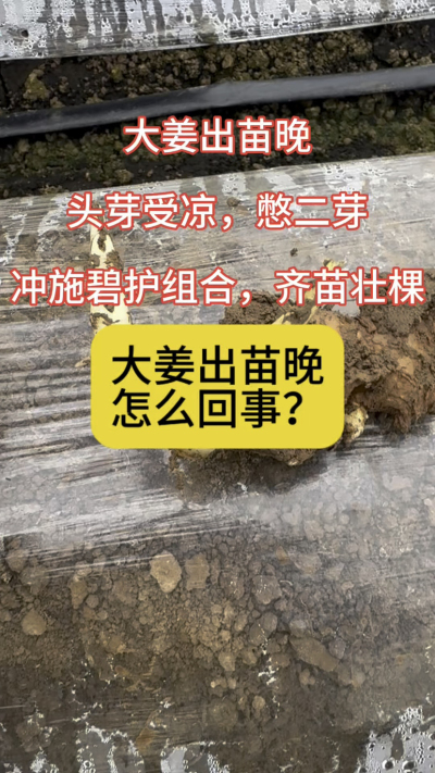大姜出苗晚，怎么回事？