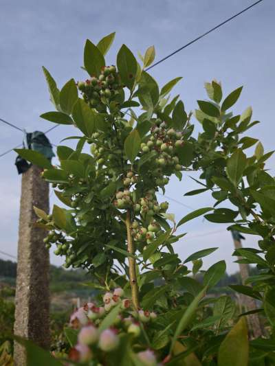 怀宁蓝莓！