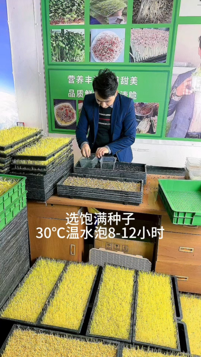 8秒看懂芽苗菜种植，就这几步：选好种、泡够时、铺匀了、勤喷水，不用土不费事儿，新手也能种得绿油油。想试试的，跟着做准成～