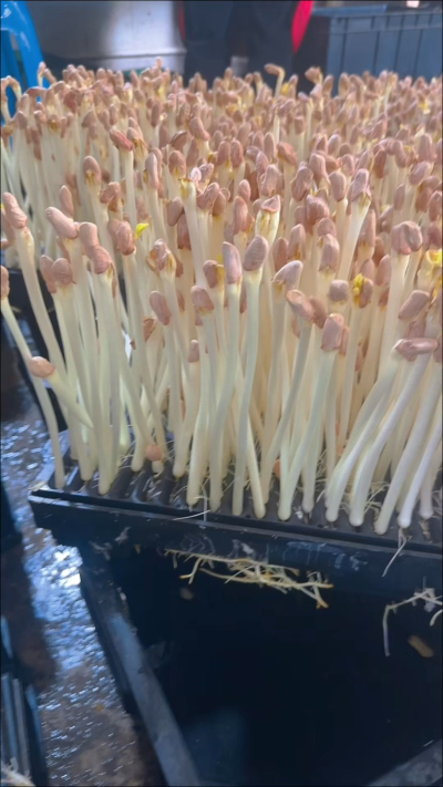 室内种花生芽这事儿，我琢磨透了&mdash;&mdash;一年四季都能出，没有淡旺季的愁；不用起早贪黑遭罪，一个人守着小空间就转得开。

咱普通人想整个稳当小营生，这不就是个实在路子？

你要是也动了心思，给亦玖点个红心、加