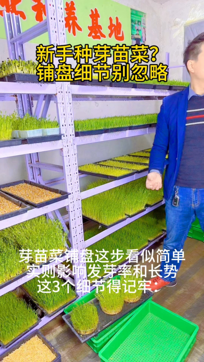 在芽苗菜种植中，铺盘是影响出苗质量的关键环节，看似简单却藏着不少技术要点：

1. 容器选择：优先选用带小孔的浅盘，保证排水性，避免积水导致种子腐烂。

2. 基质铺设：底层铺湿润的纱布或无纺布，厚度