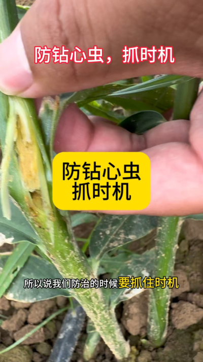 防钻心虫，抓时机