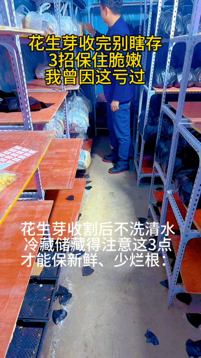前阵子有回收了一大盘花生芽，想着第二天给老客户送，没当回事就直接塞进冰箱密封盒里了。结果第二天一打开，底部的芽子全黏糊糊的，根都发黑了，心疼得我直拍大腿&mdash;&mdash;那可是熬了好几天才种出来的，就因为存错了，全