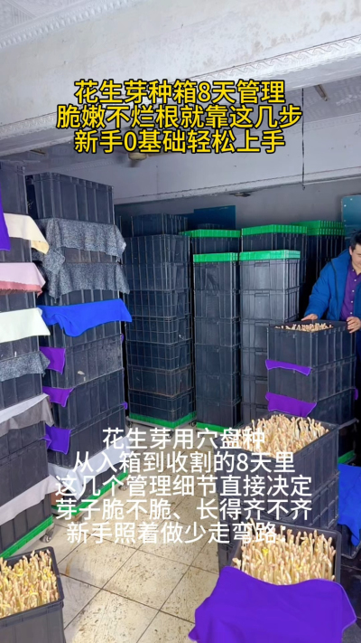前阵子教邻居用穴盘种花生芽，他第5天就来电话，说芽子烂了一半，急得不行。一问才知道，他第4天没注意箱盖透光，芽子见光发红，还总担心缺水使劲浇水，这不就烂根了嘛。

其实这8天的管理真得按阶段来：头3天