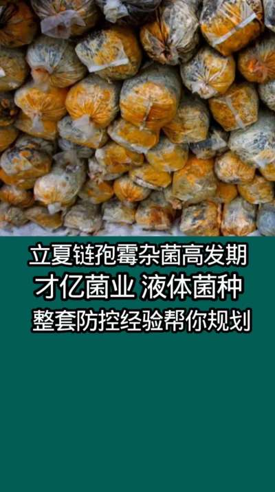 立夏链孢霉杂菌高发期，才亿菌业液体菌种整套防控经验帮你规划。